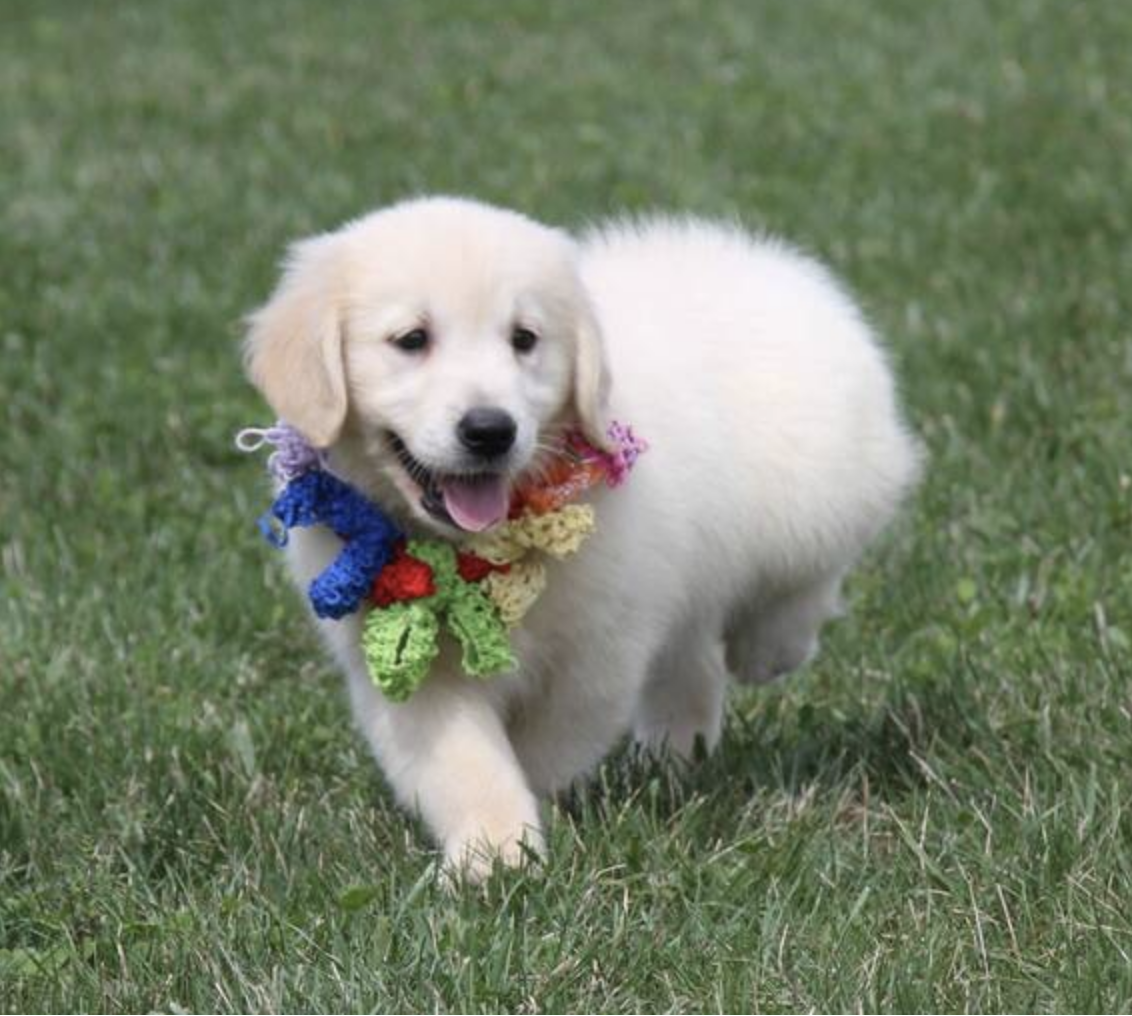 comprar cachorros sanos, baratos y asequibles para la venta